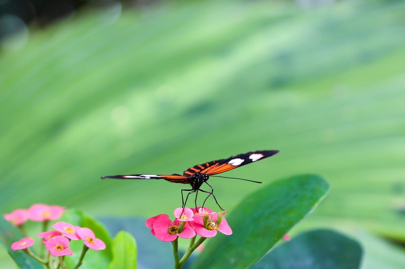 Key West Butterfly and Nature Conservatory interior